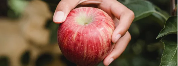 Hand holding apple