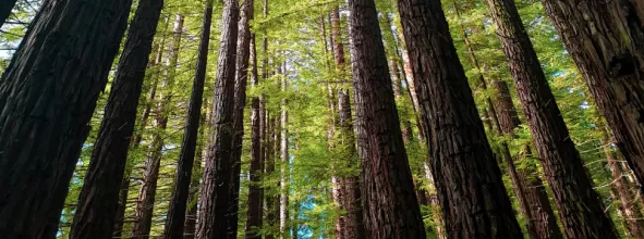 Trees in forest