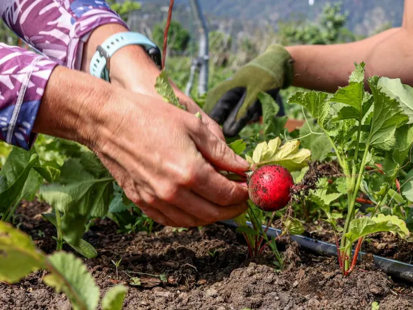 Farmers picking radishes